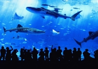 美ら海水族館